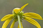 Pinnate prairie coneflower